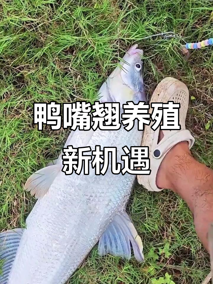 鸭嘴翘:口感堪比桂鱼,养殖技术突破带来新机会