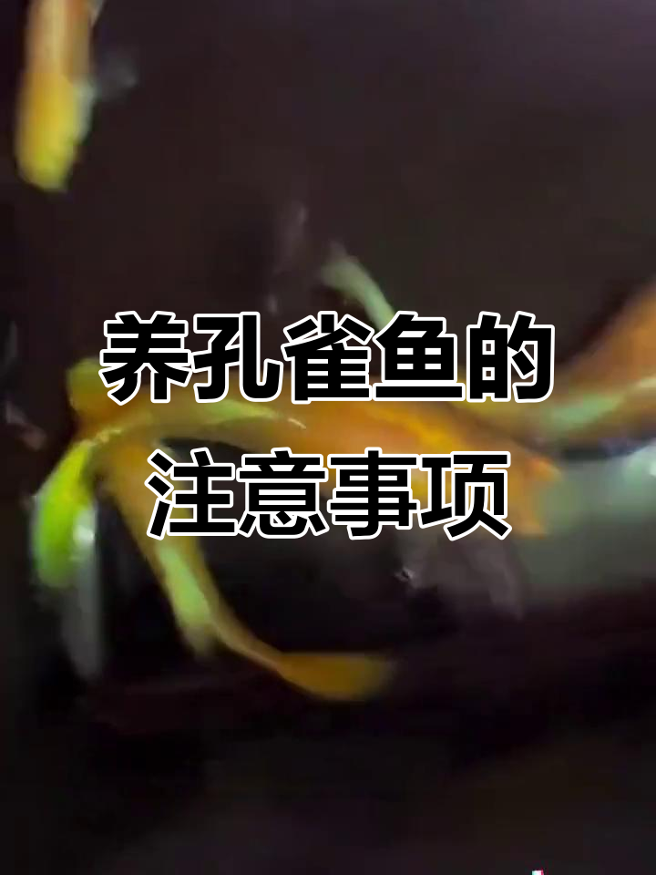 孔雀鱼繁殖技巧:从公母分辨到新生小鱼护理全攻略