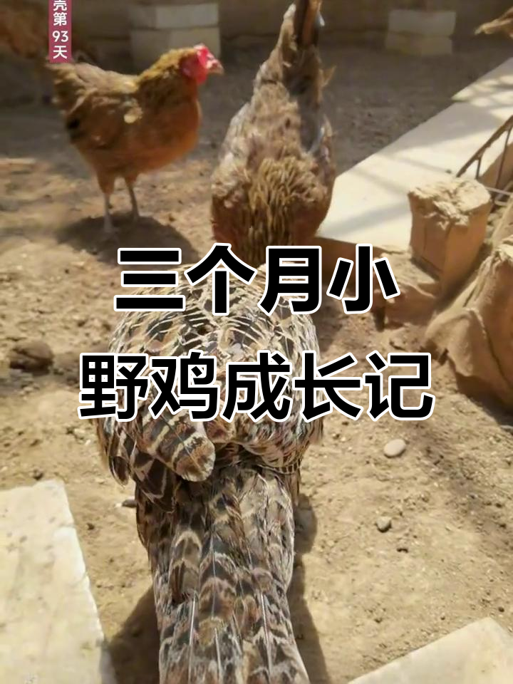 小野鸡三个月,公母已分,羽毛开始蜕变