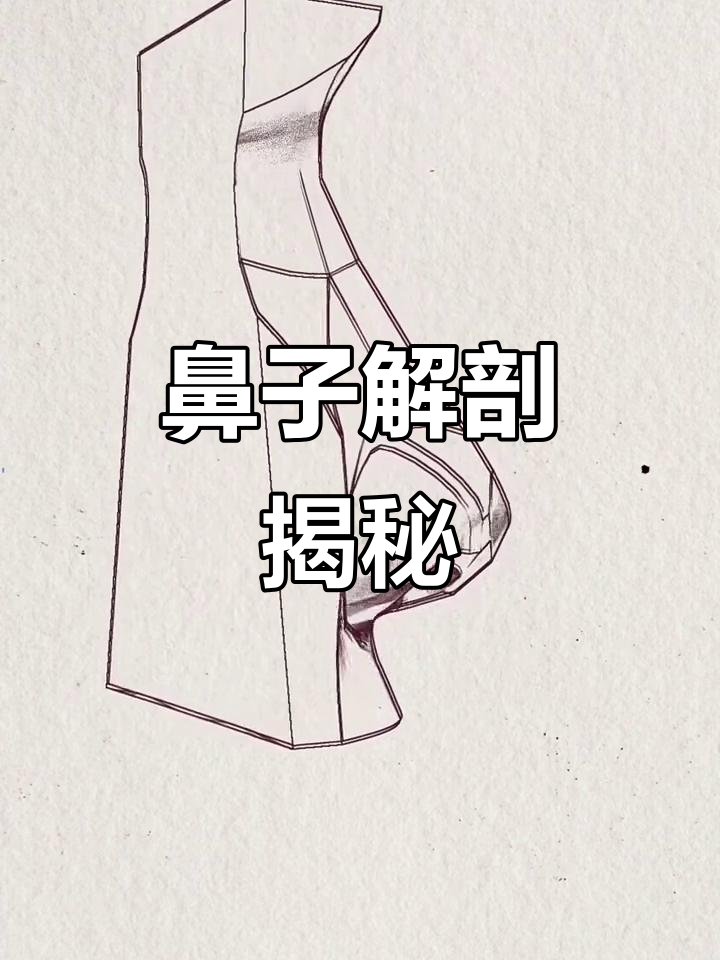 通过360度分析,深入理解鼻子的结构与体块