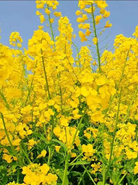 湖北洪湖沙口村油菜花海游玩全指南