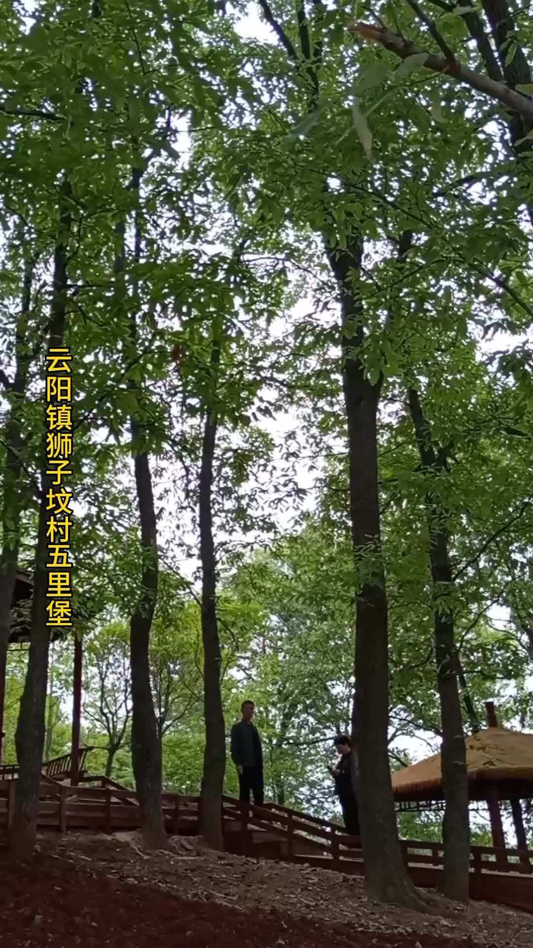 5月8日,百姓文化视点总编曹会林等一行来到南召县云阳镇狮子坟村五里堡,看到一花一草入镜,美