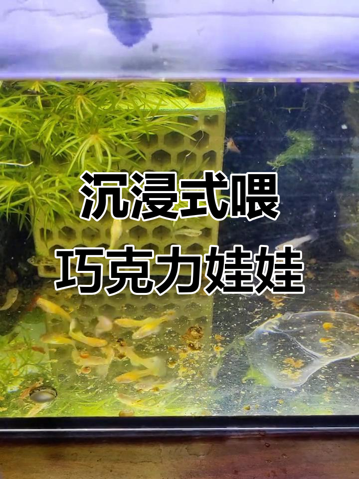 巧克力娃娃鱼喂食大作战,萌态十足!