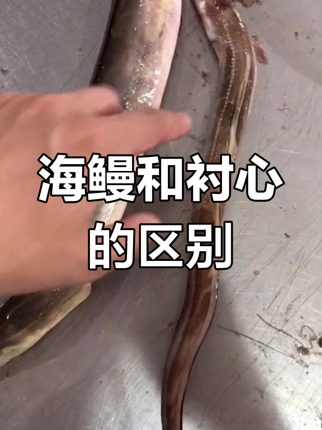 称心海鳗与普通海鳗的区别解析