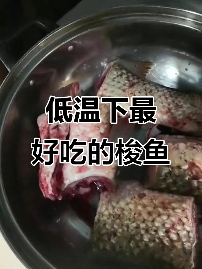 今年低气温下的美味梭鱼,做法超简单!