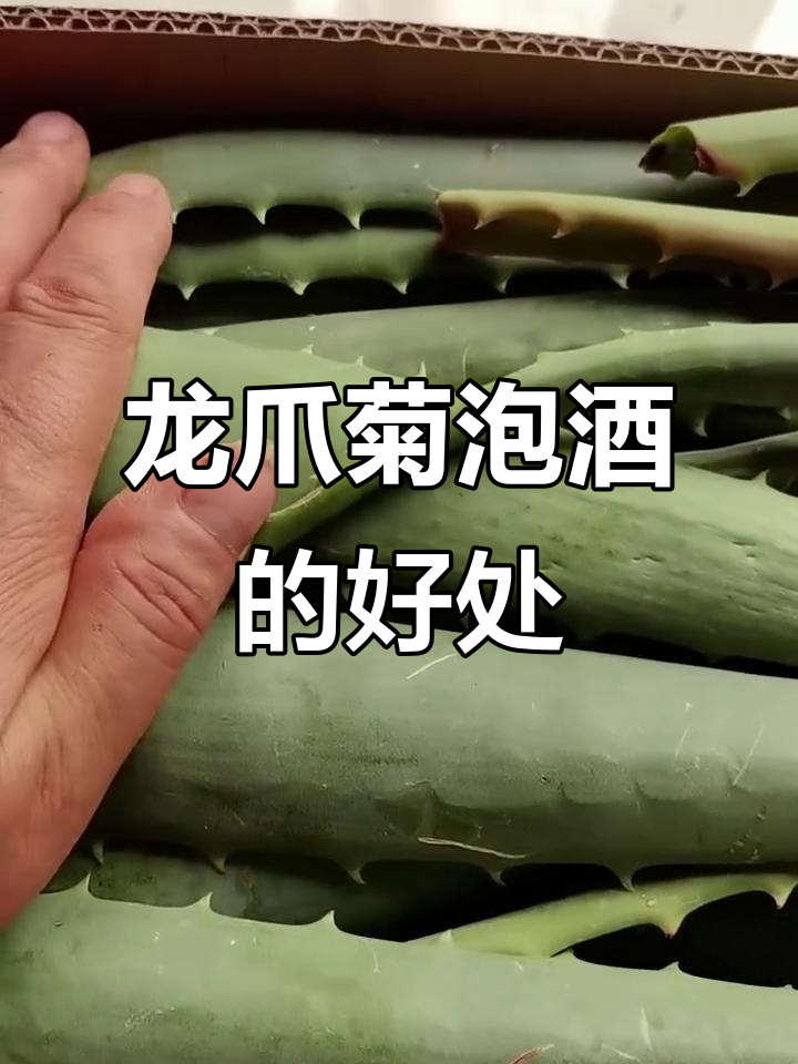 龙爪菊泡酒,瘪叶也能发挥功效