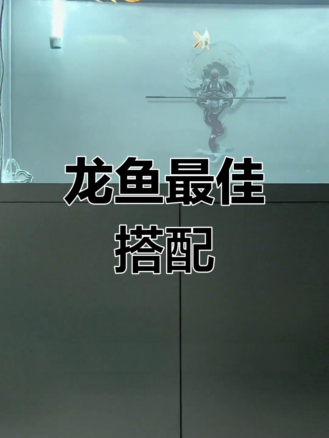 龙鱼最佳配鱼揭秘,第一名竟然是它!