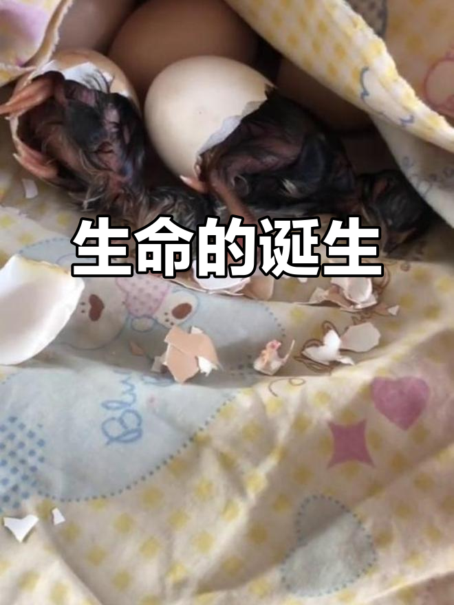 小黑鸡破壳瞬间,生命奇迹见证