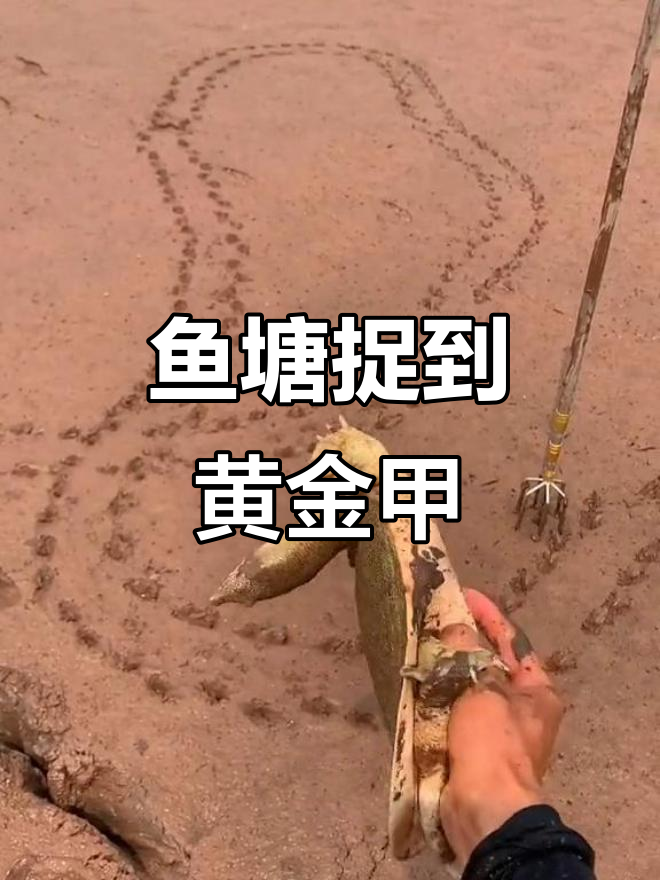 鱼塘干涸后发现黄金甲,直播捕捉大甲鱼