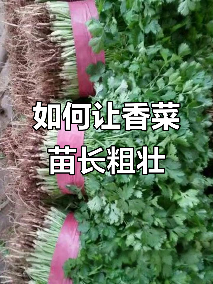 香菜苗立不起来?这些管理技巧让它更健康