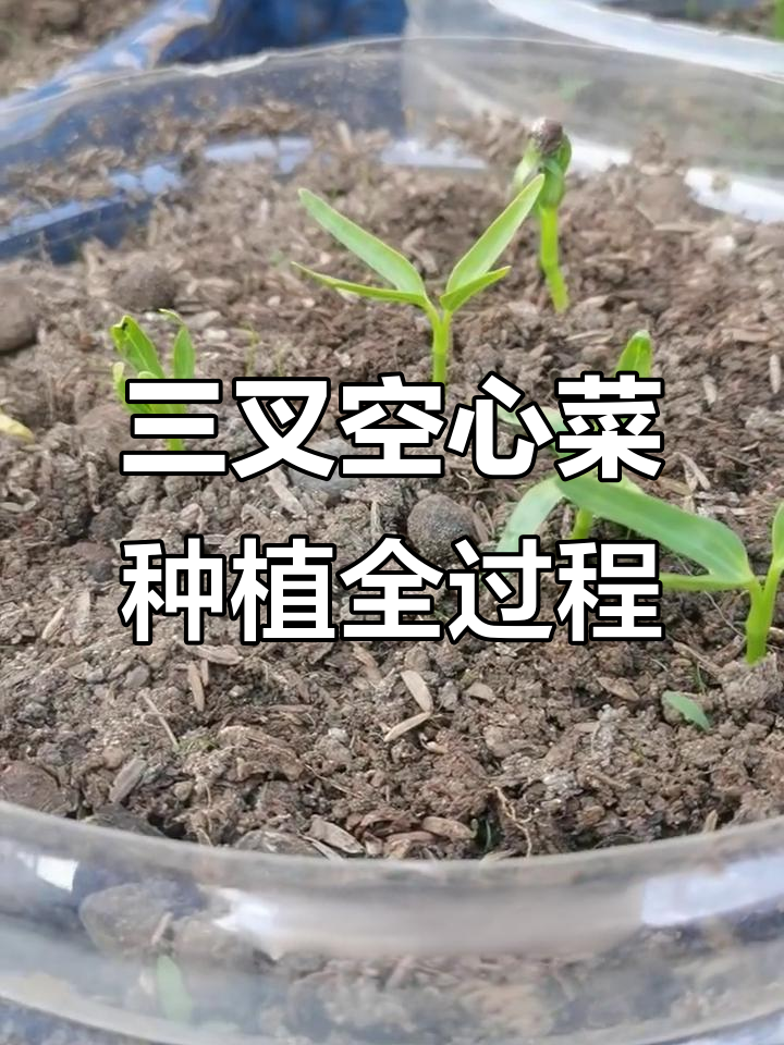 空心菜种子从播种到出苗,七天搞定!