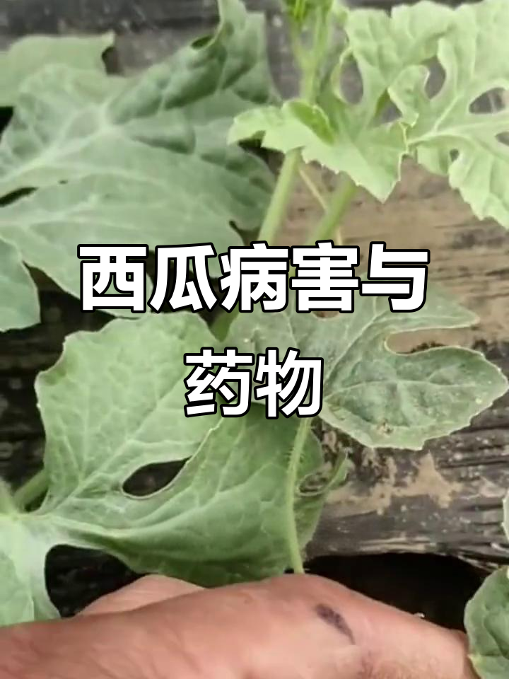 西瓜常见病害及防治方法全解析