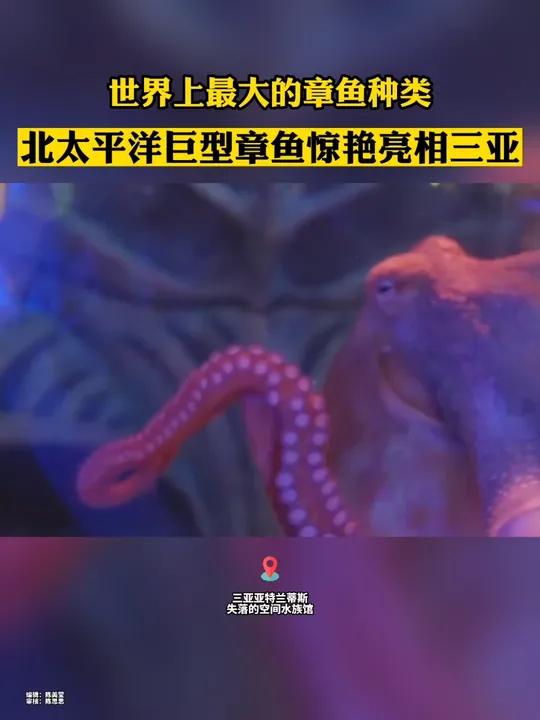 世界上最大的章鱼种类——北太平洋巨型章鱼亮相三亚。三亚(来源:三亚旅文)