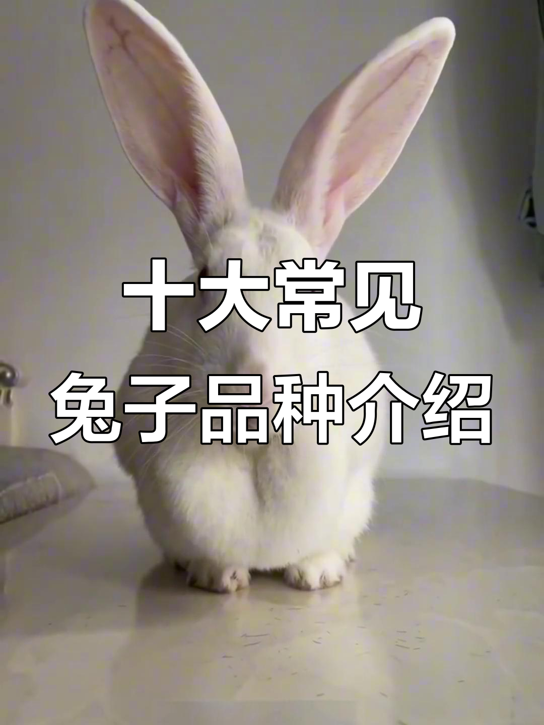 十种不同品种兔子大揭秘，性格、外貌全解析
