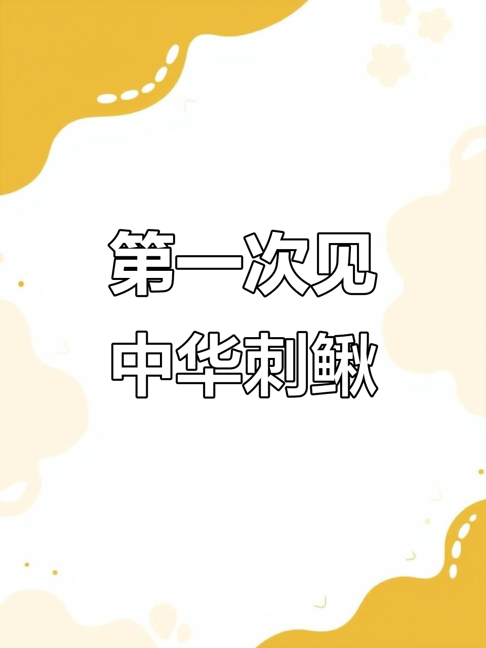 南方常见刺鳅鱼,首次见到真身!