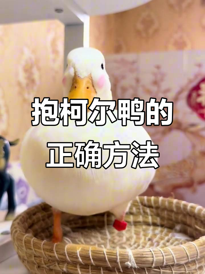 如何正确抱柯尔鸭并安抚它?简单步骤教你轻松上手