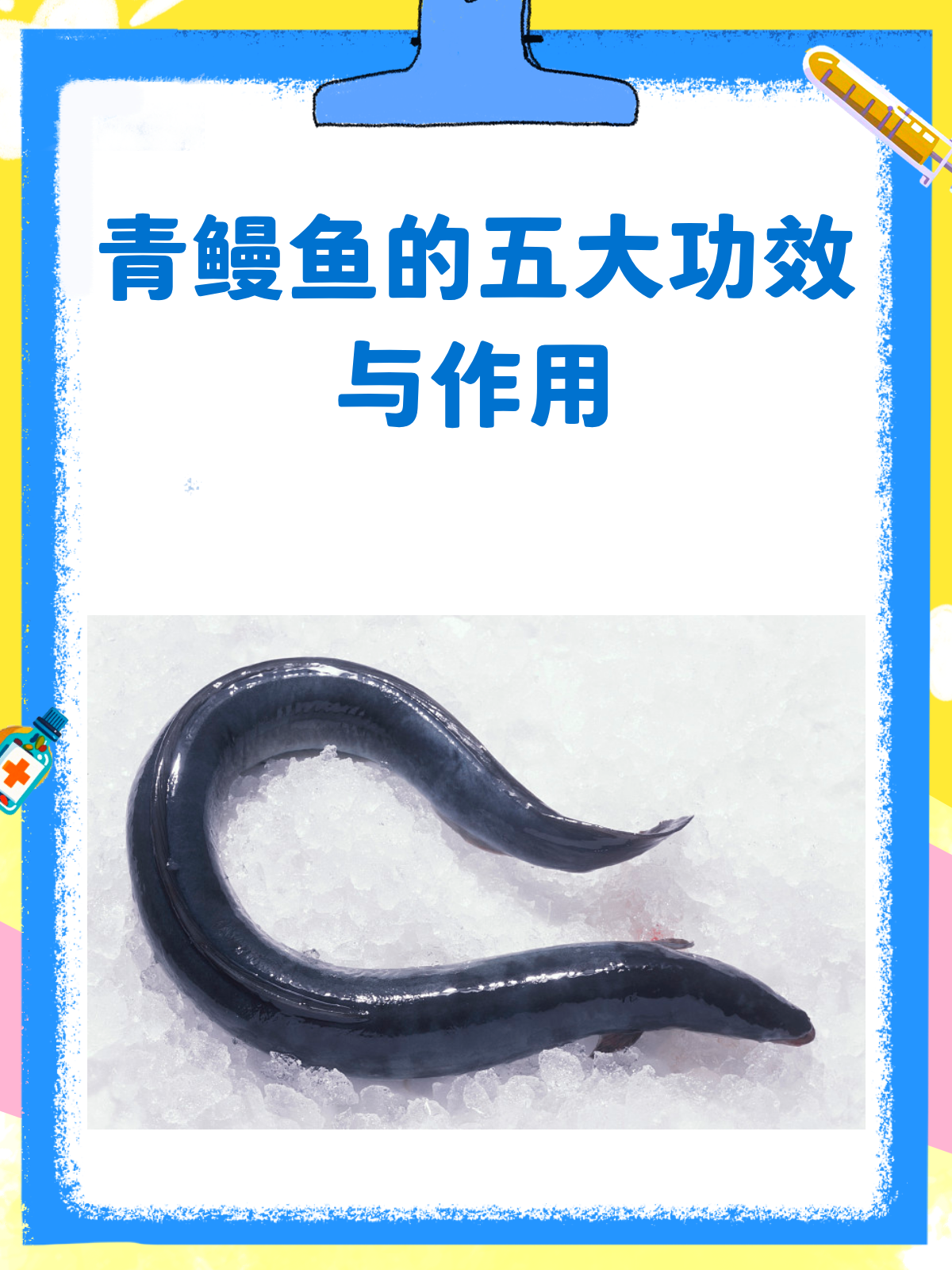 青鳗鱼的神奇功效,你了解多少?