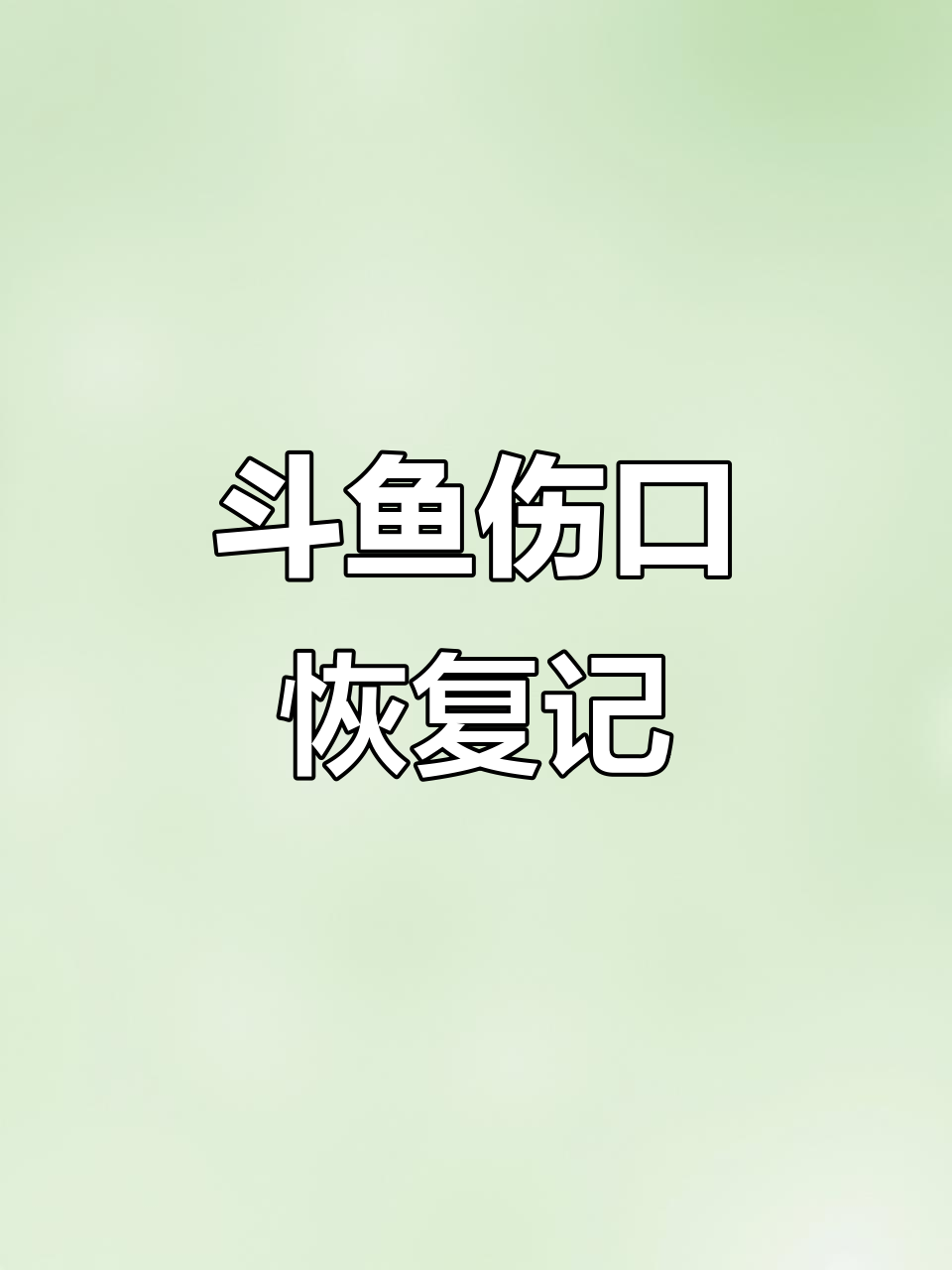 斗鱼被咬伤后恢复过程,土霉素治疗有效