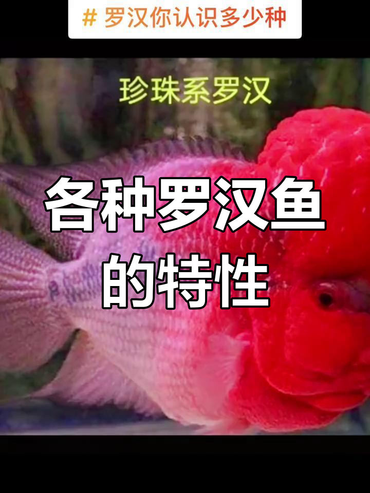 罗汉鱼品种全解析:珍珠、金花、马六等不同类型的特点