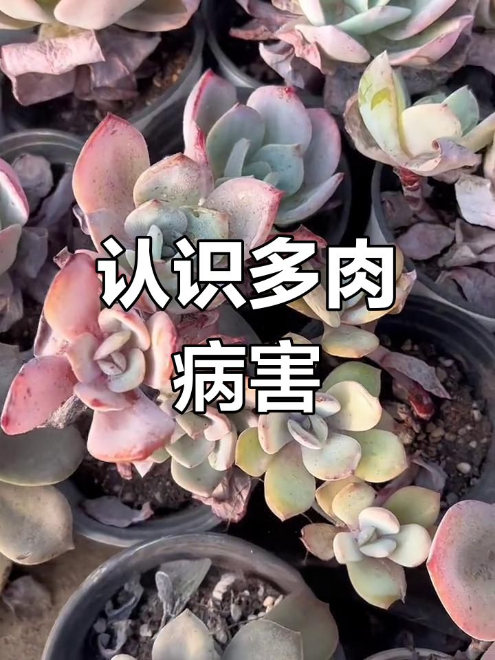 多肉植物常见病害大揭秘,白粉病、黑斑病如何防治