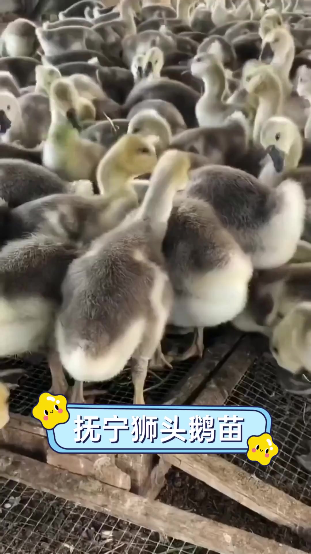 抚宁狮头鹅苗