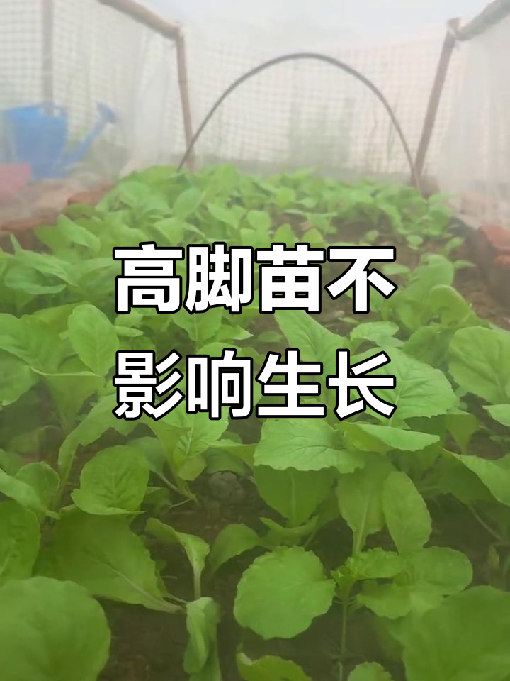 高脚苗白菜长势喜人,移栽晚两天也没问题