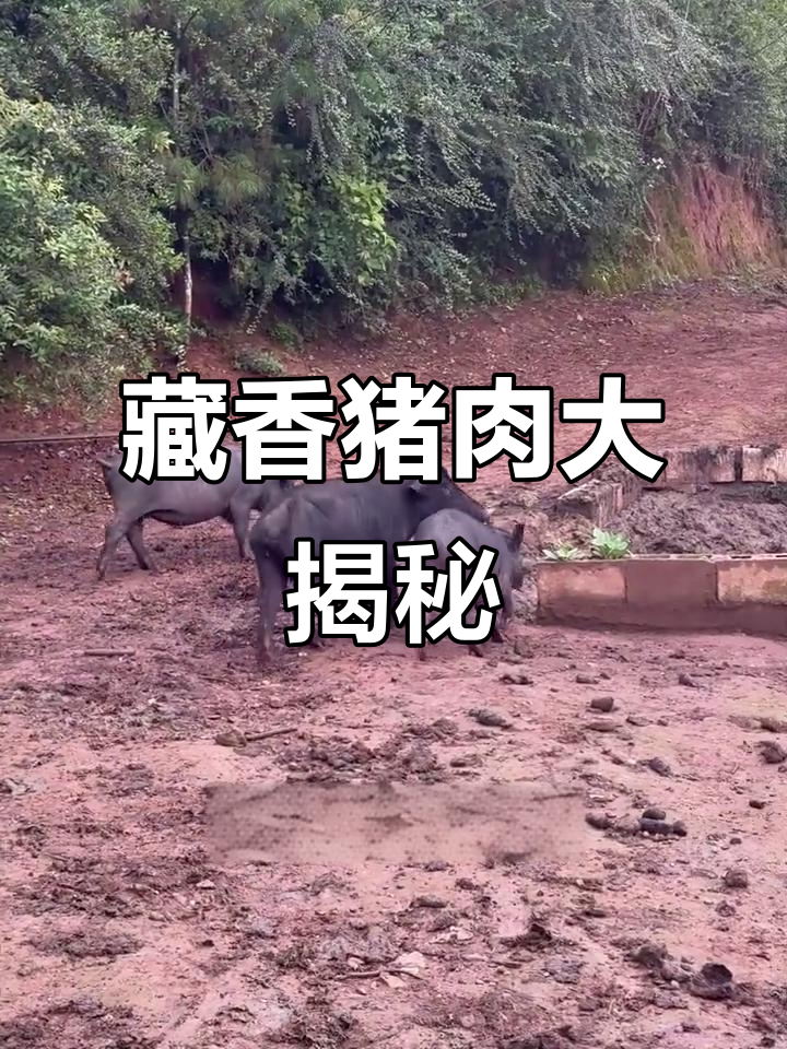藏香猪,你尝过吗?我家一大堆!