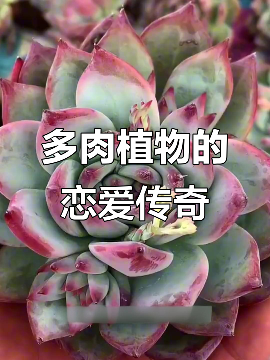 多肉植物的爱情故事：雪莲、白凤与程梦露的奇妙缘分