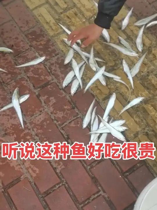湖刀鱼爆网了，这鱼你们那边叫什么鱼？我先来我们都叫他湖刀，撒湖刀还是飞盘网好用，这是五米高