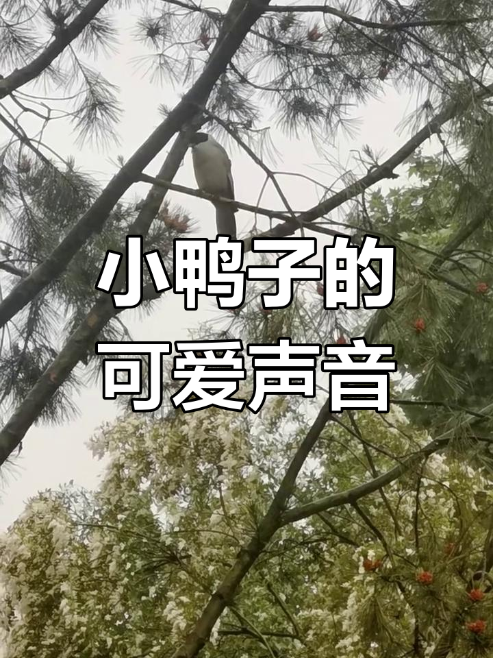 迷你企鹅橡皮鸭子萌叫声,快来听听!