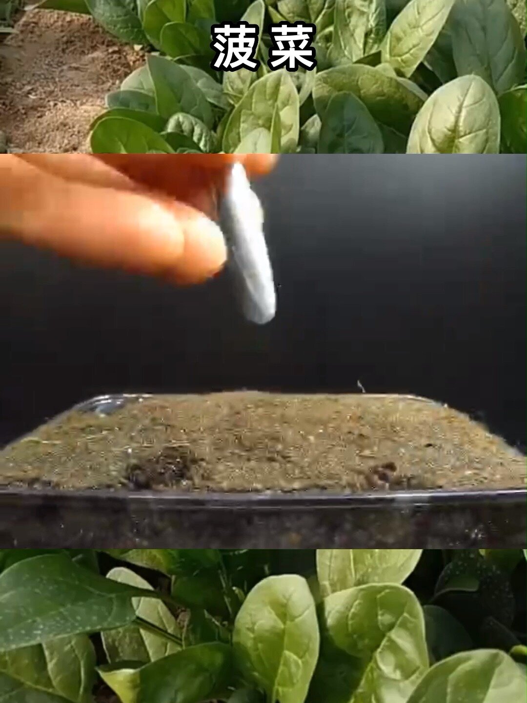 菠菜种子发芽生长过程观察