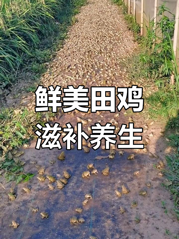 青蛙的美味与健康:田鸡的独特营养价值