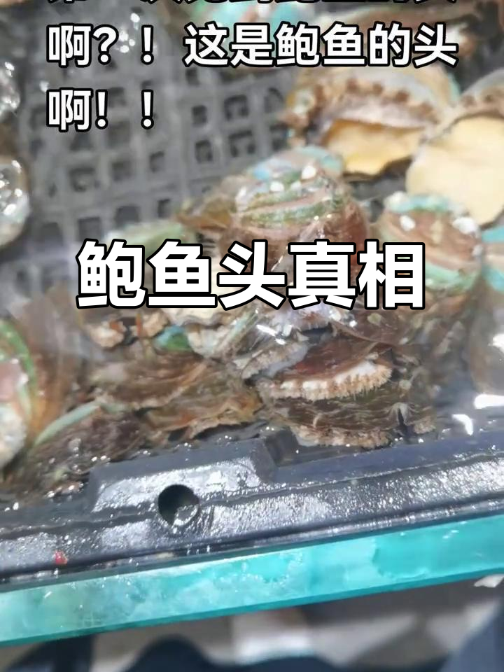 鲍鱼的头竟然长这样,太神奇了!