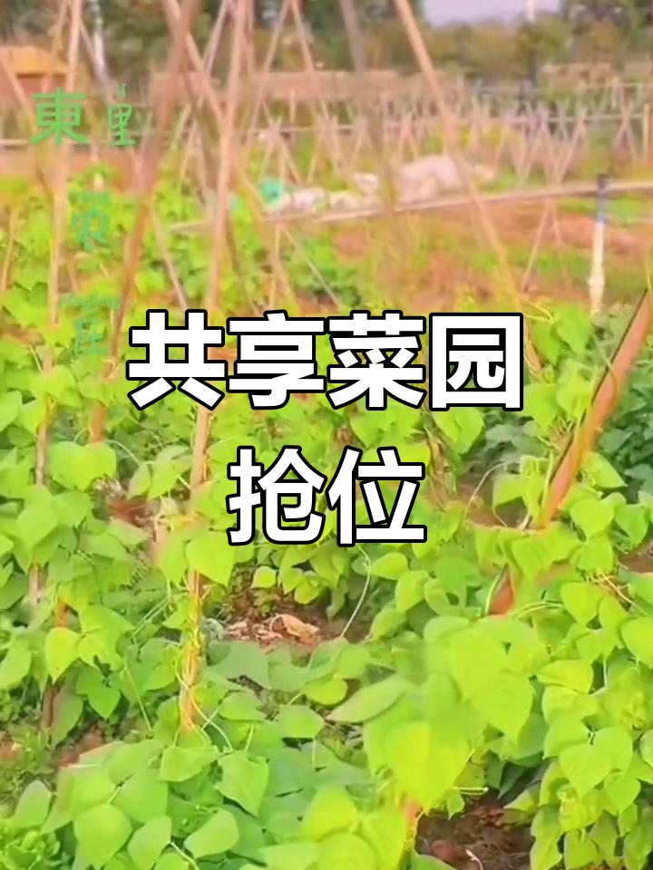 黄山东里菜园开放,先到先得,选个好位置!