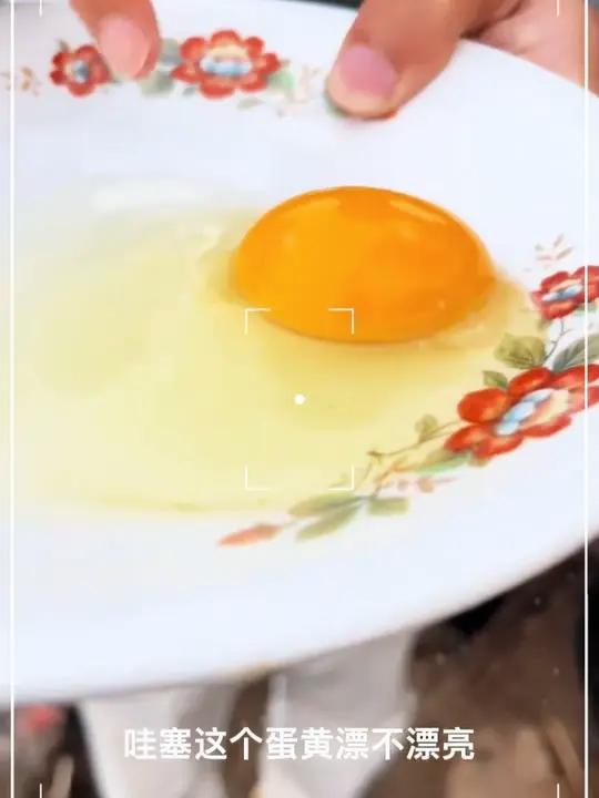 给你们看个好东西,绿壳的不只有鸭蛋,还有我们这种五黑鸡绿壳乌鸡蛋 #我的乡村生活 #捡鸡蛋