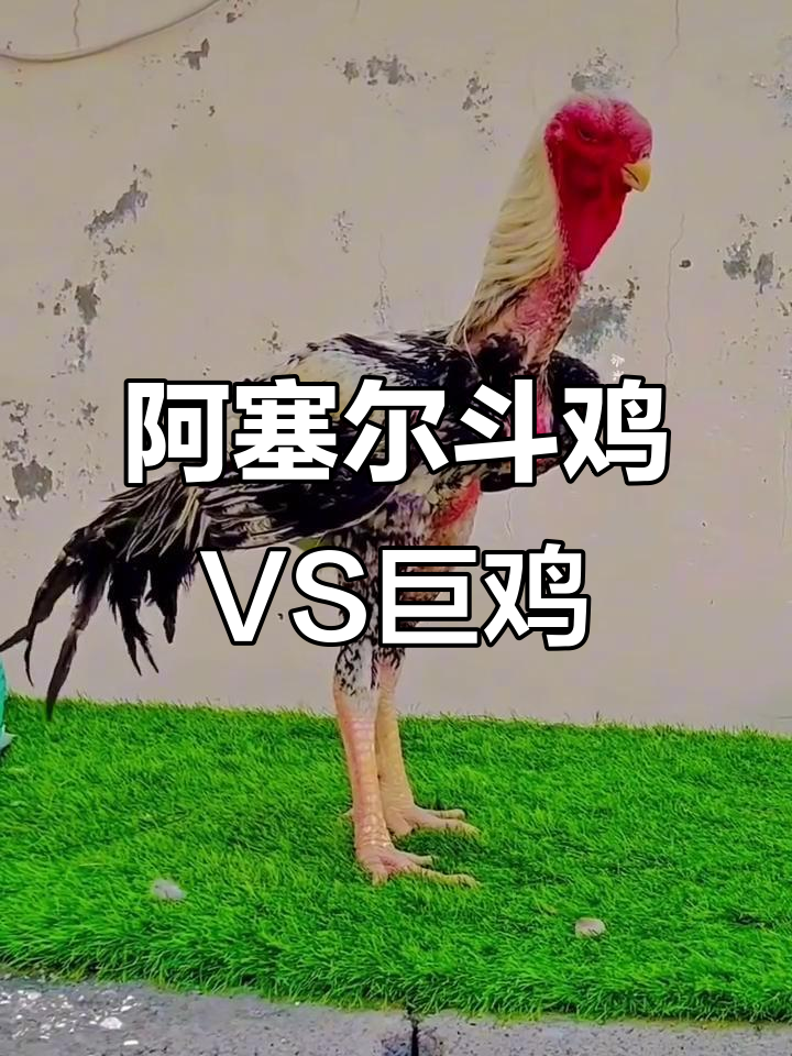 印度阿塞尔斗鸡与沙特巨型公鸡的激烈对决