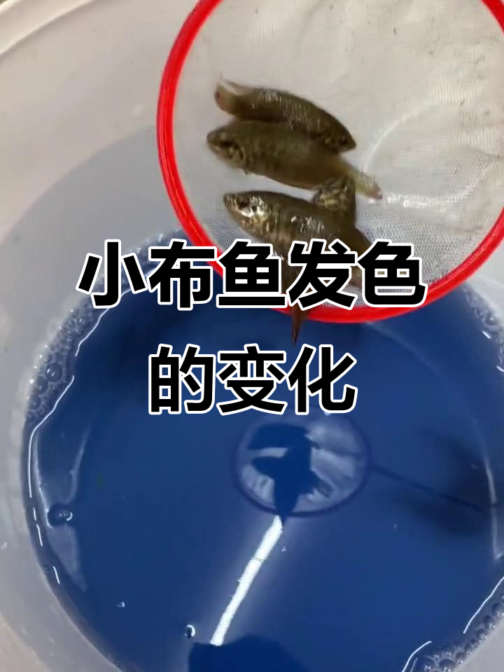 北方原尾斗鱼发色,小布鱼的美丽变身