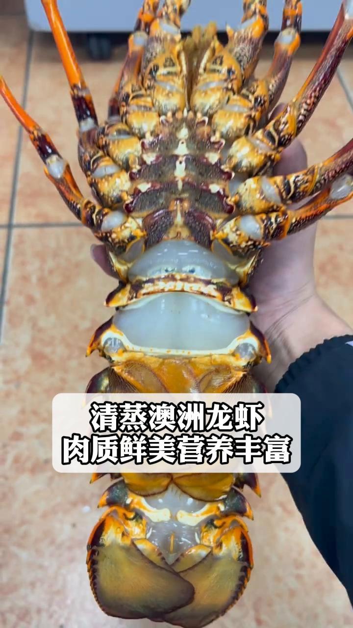 清蒸澳洲龙虾,肉质鲜美营养丰富