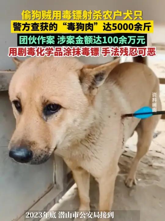 安徽潜山,偷狗贼用毒镖射杀农户犬只,警方查获的“毒狗肉”达5000余斤。犯罪嫌疑人使用氰化