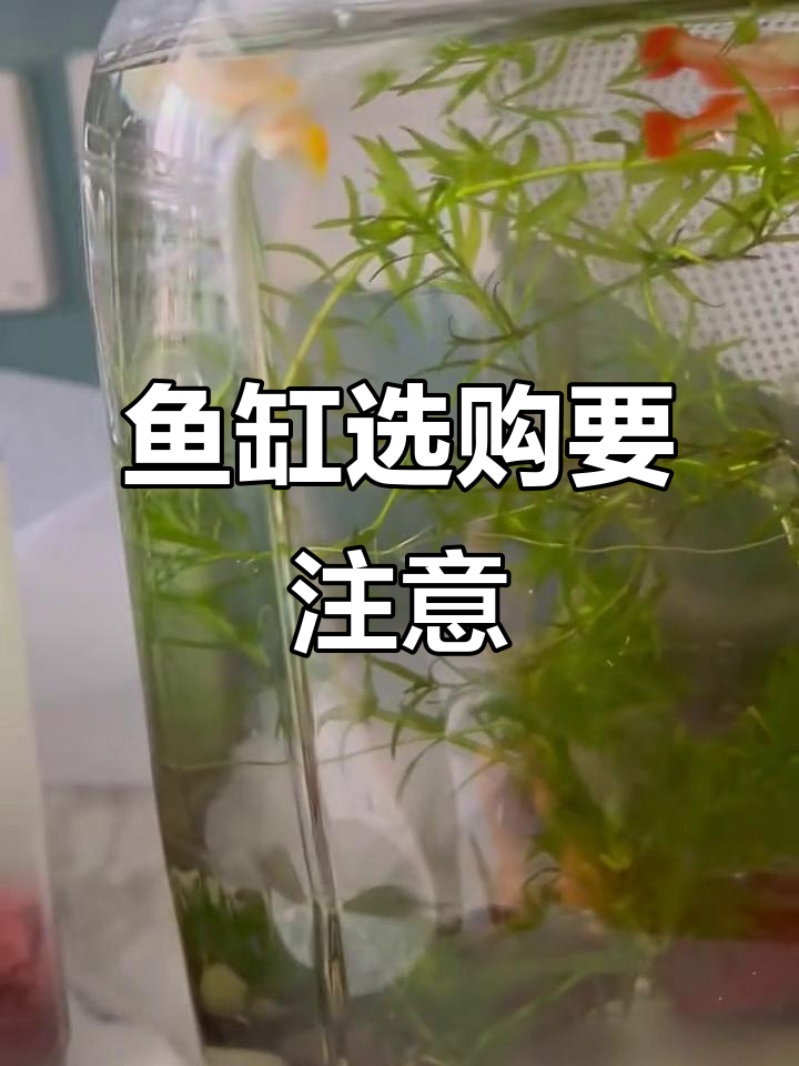 鱼缸材质大揭秘！塑料缸竟有这些隐患