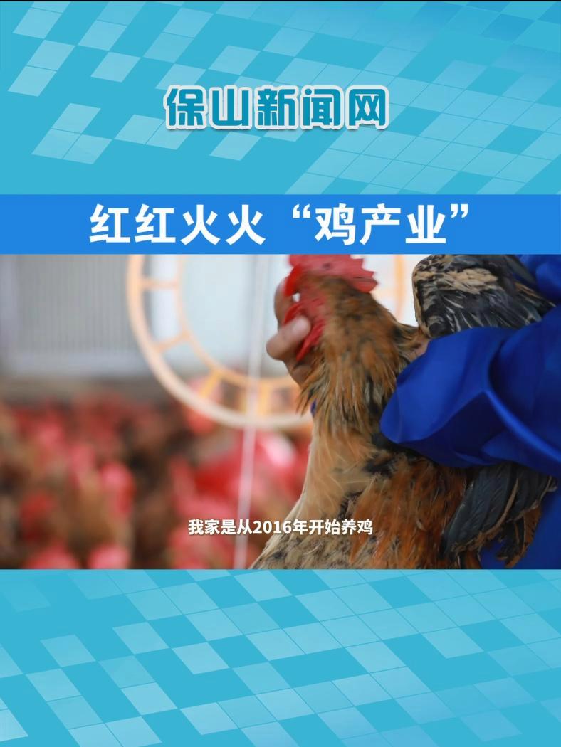 在乡村振兴路上,施甸县老麦乡发展肉鸡养殖产业,通过科学养殖、规模养殖实现年出栏肉鸡14万羽