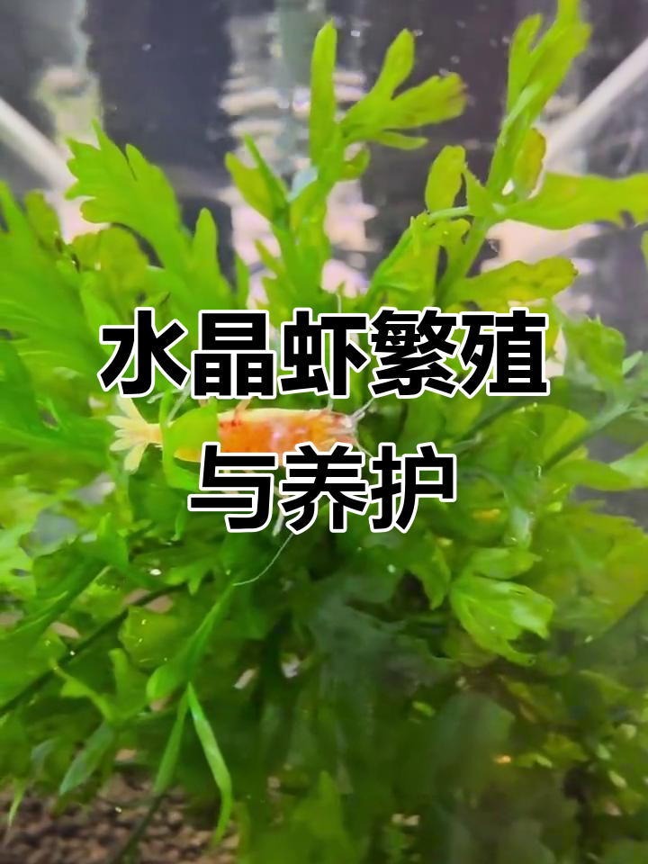 水晶虾抱卵孵化全过程,如何照顾小虾成长
