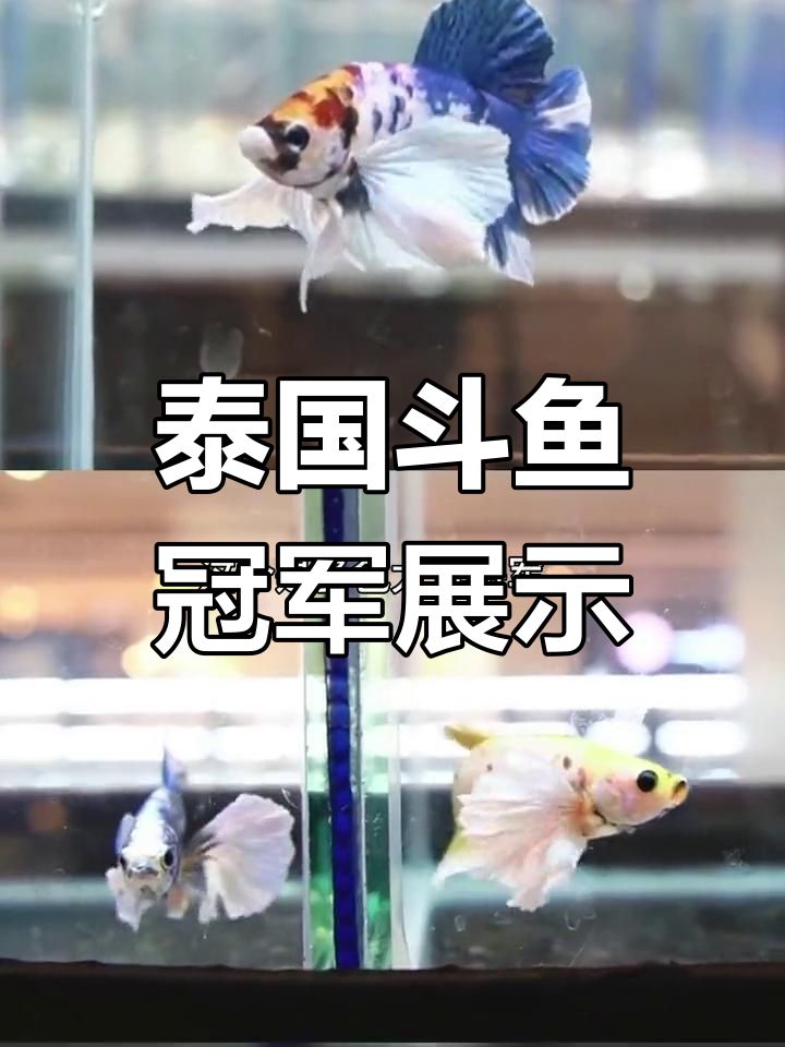 泰国斗鱼选美大赛精彩回顾