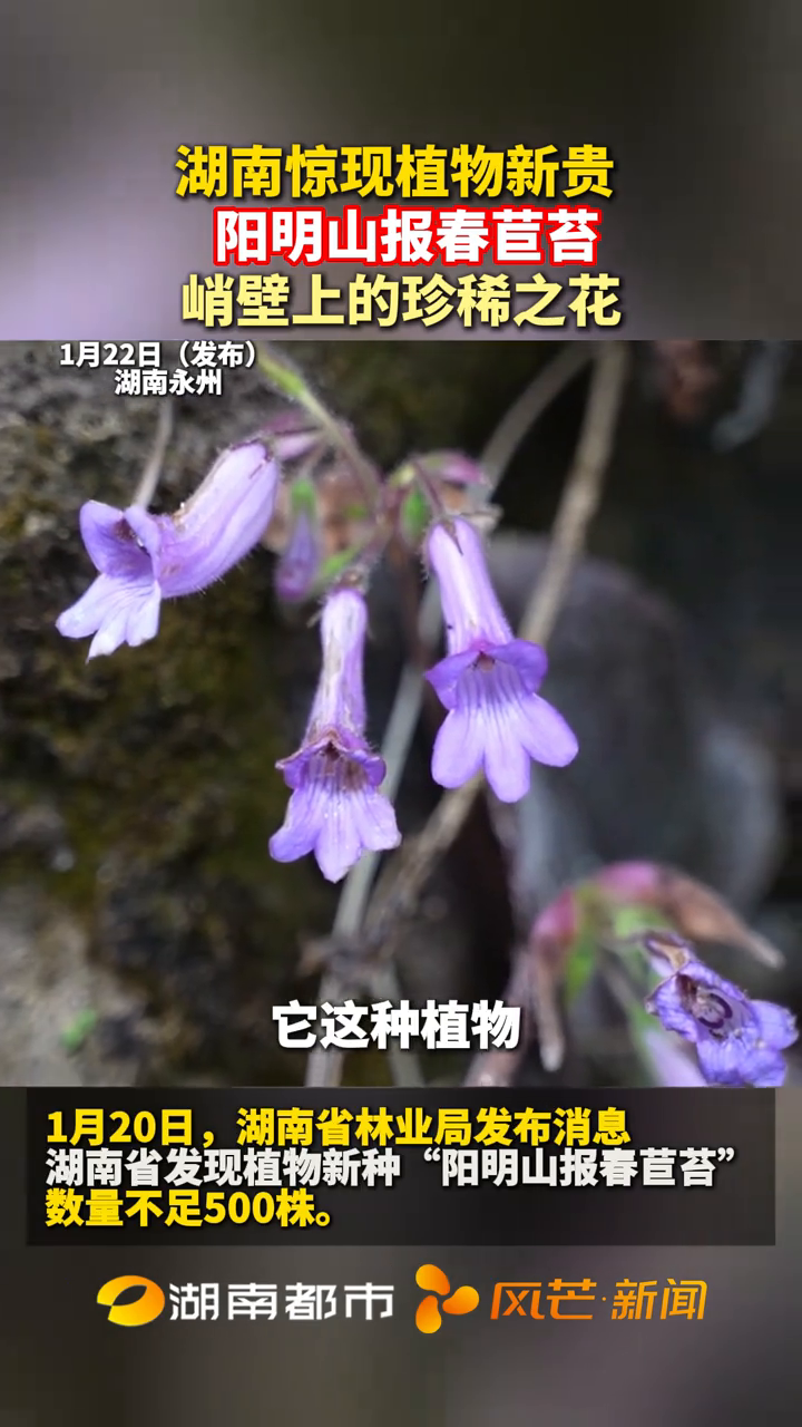 湖南惊现植物新贵 阳明山报春苣苔 峭壁上的珍稀之花
