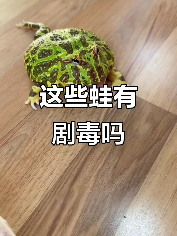 九种常见蛙类,哪些有毒?你最喜欢哪种宠物蛙?