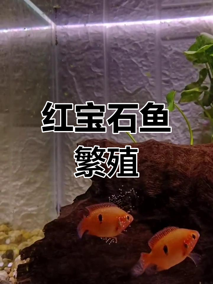 红宝石鱼产卵了,公鱼保护后代