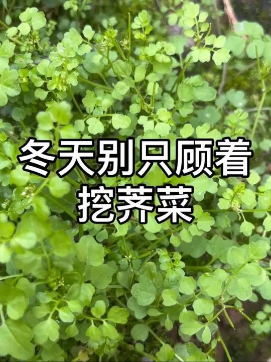 冬天别只顾着挖荠菜 这7种野菜也不错