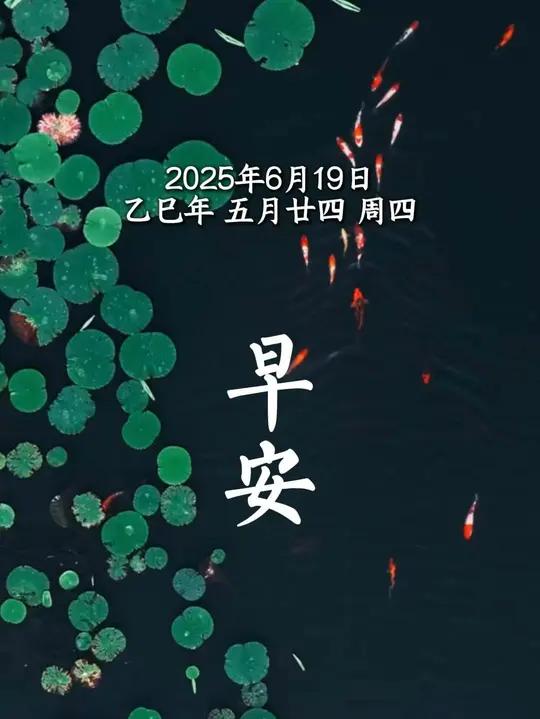 俯瞰这一方碧波之上,锦鲤似在画布上泼墨。早安,时光漫漫,且看鱼戏莲叶间,自有福气绕眉梢。(