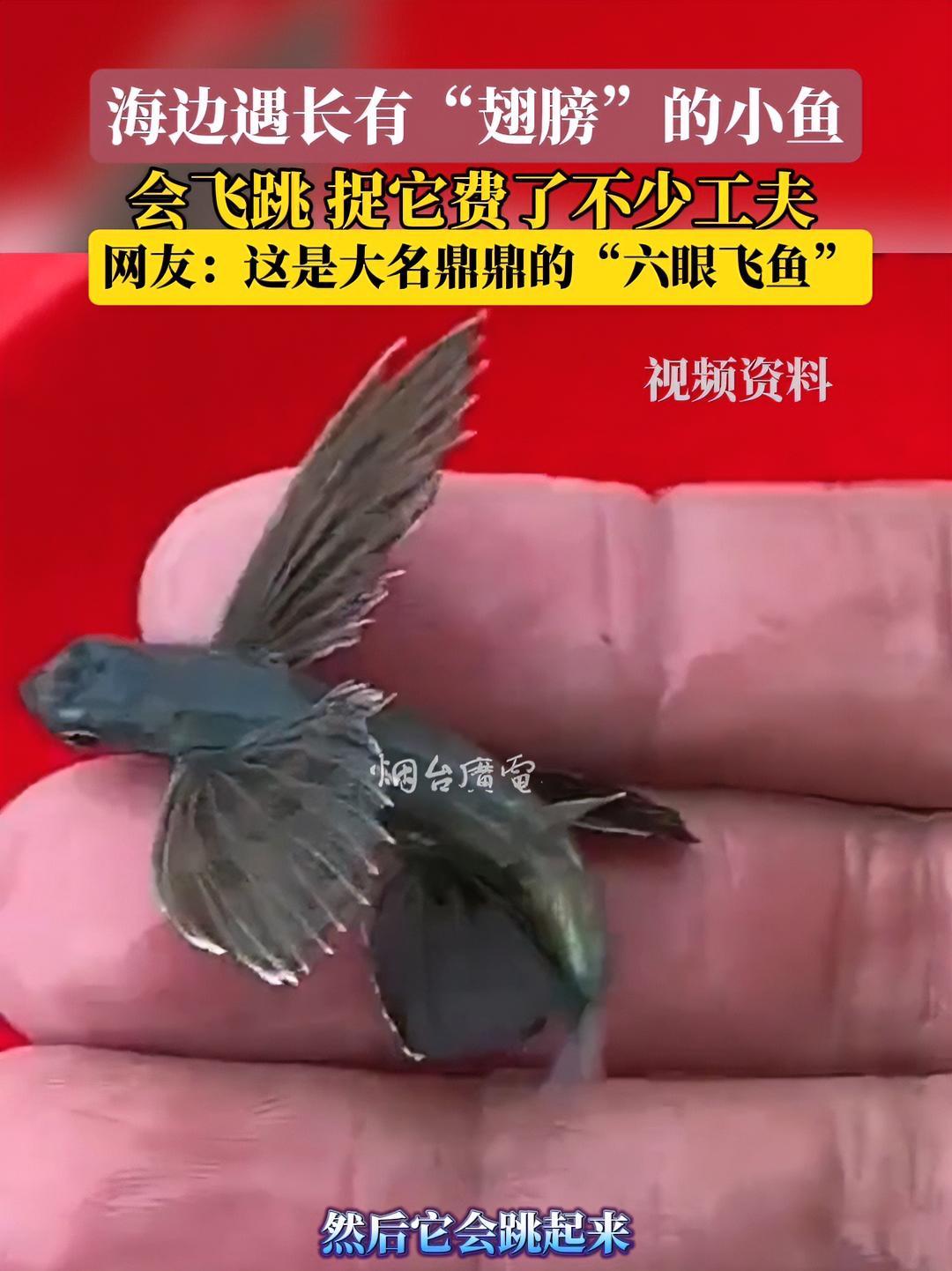 8月13日(采访时间),山东烟台。海边遇长有“翅膀”的小鱼,难道这是大名鼎鼎的“六眼飞鱼”