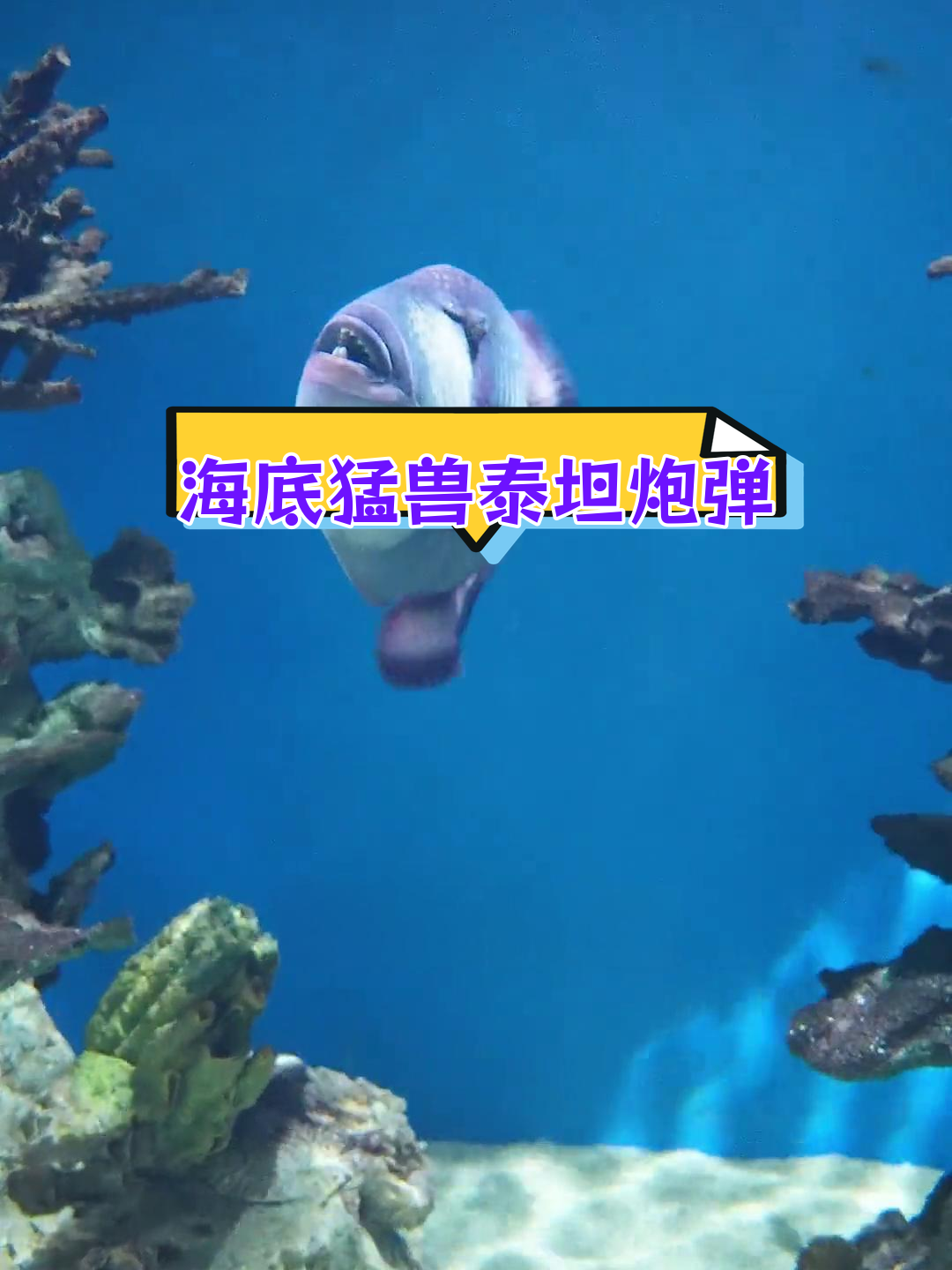 泰坦炮弹鱼:海底霸王,攻击力惊人